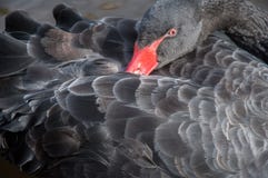 Black Swan Stock Photography