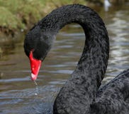 Black Swan Royalty Free Stock Photography Black Swan Royalty Free Stock Photography