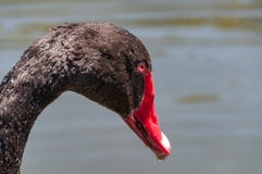 Black swan portrait with water drops on birds head royalty free stock image Black swan portrait with water drops on birds head royalty free stock image