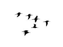 black-tailed-godwit-flight-vector-silhouette-flock-birds-black-tailed-godwit-flight-vector-silhouette-flock-birds-124621577.jpg