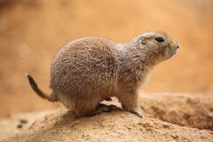 Black-tailed prairie dog (Cynomys ludovicianus) Royalty Free Stock Photos Black-tailed prairie dog (Cynomys ludovicianus) Royalty Free Stock Photos