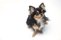 Black and tan cream long coated Chihuahua over white background. Black and tan cream long coated Chihuahua isolated sitting looking up isolated over white Stock Photography Black and tan cream long coated Chihuahua over white background. Black and tan cream long coated Chihuahua isolated sitting looking up isolated over white Stock Photography