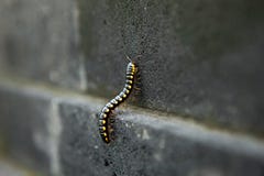 Black tropical millipede on a stone wall stock photos Black tropical millipede on a stone wall stock photos