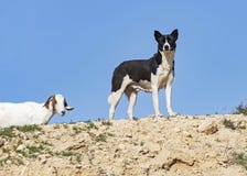 Canaan Dog Stands Watch over Her Goats stock photo Canaan Dog Stands Watch over Her Goats stock photo
