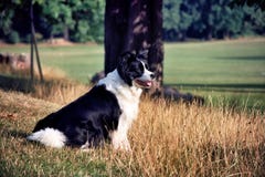 Black and white border collie sitting in field stock photos Black and white border collie sitting in field stock photos