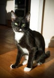 Black and white cat with green eyes sitting in the sun stock image Black and white cat with green eyes sitting in the sun stock image
