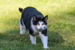 Black and white cat walking in gras stock image Black and white cat walking in gras stock image