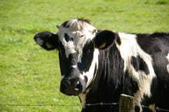 Black and White Cow in Green Grass Field Stock Images Black and White Cow in Green Grass Field Stock Images