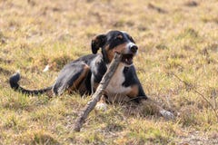 Black and white dog in spring. Appenzeller Mountain Dog. Huge dog chewing on a stick stock photo Black and white dog in spring. Appenzeller Mountain Dog. Huge dog chewing on a stick stock photo