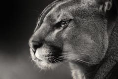 Black White Face American Puma, Cougar Stock Images