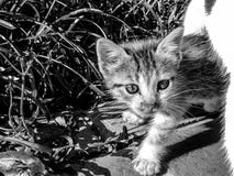 Black and white image of a curious tortoiseshell kitten royalty free stock photography Black and white image of a curious tortoiseshell kitten royalty free stock photography
