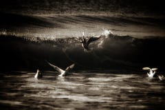 Doves playing around in the ocean stock image Doves playing around in the ocean stock image