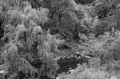 Black and White Landscape with Trees and River Stock Photography Black and White Landscape with Trees and River Stock Photography