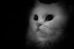 Black and white persian long hair cat royalty free stock photo Black and white persian long hair cat royalty free stock photo