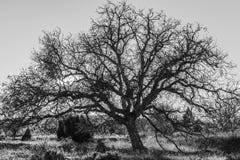 Black and white photograph of a giant tree on a sunny morning and sunstar among the branches royalty free stock images Black and white photograph of a giant tree on a sunny morning and sunstar among the branches royalty free stock images