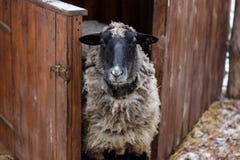 Black and white sheep near the barn stock photos Black and white sheep near the barn stock photos