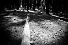 Black and white walking track along rain forest tropical pine trees royalty free stock photography Black and white walking track along rain forest tropical pine trees royalty free stock photography