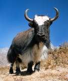 Black and white Yak Stock Photography Black and white Yak Stock Photography