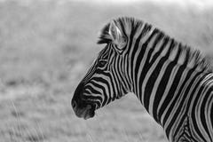 A black and white zebra, of course stock photography A black and white zebra, of course stock photography