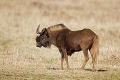 Black Wildebeest Stock Photos