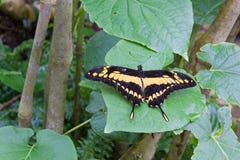 Black and Yellow Butterfly on a Leaf. Black and yellow butterfly resting on a large leaf Royalty Free Stock Images Black and Yellow Butterfly on a Leaf. Black and yellow butterfly resting on a large leaf Royalty Free Stock Images