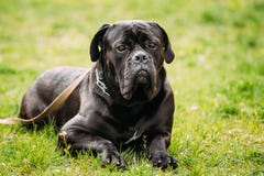 Black Young Cane Corso Dog Sit On Green Grass Outdoors. Big Dog Royalty Free Stock Photos
