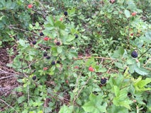 Blackberries On the Vine royalty free stock photos Blackberries On the Vine royalty free stock photos