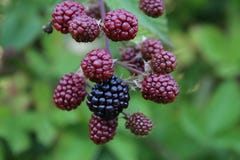 Blackberries stock photo Blackberries stock photo