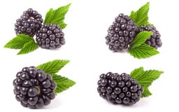Blackberry With Leaves Isolated On White Background. Set Or Collection Stock Photography