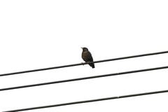 Blackbird On A Wire Royalty Free Stock Photo