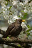 Blackbird On Tree Royalty Free Stock Photos