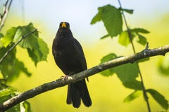 Blackbird turdus merula singing in a tree Royalty Free Stock Photos Blackbird turdus merula singing in a tree Royalty Free Stock Photos