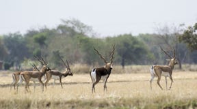 Blackbuck stado obrazy stock Blackbuck stado obrazy stock