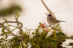 Blackcap que traga la baya de serbal Imagenes de archivo Blackcap que traga la baya de serbal Imagenes de archivo