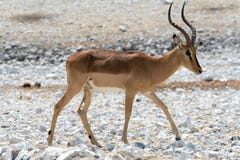 Blackfaced impala stock image Blackfaced impala stock image