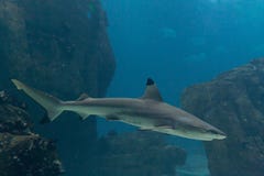 blacktip καρχαρίας στοκ φωτογραφία με δικαίωμα ελεύθερης χρήσης blacktip καρχαρίας στοκ φωτογραφία με δικαίωμα ελεύθερης χρήσης
