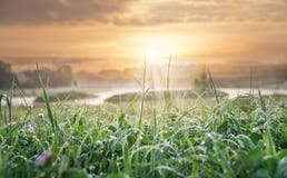 Blad av gras i soluppgångpanelljuset Trevlig bakgrund, lågt djup av fältet royaltyfri foto Blad av gras i soluppgångpanelljuset Trevlig bakgrund, lågt djup av fältet royaltyfri foto