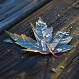Blad op hout met dauwdalingen stock foto Blad op hout met dauwdalingen stock foto