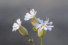 Bladder Campion, Silene vulgaris, edible plant royalty free stock photography Bladder Campion, Silene vulgaris, edible plant royalty free stock photography