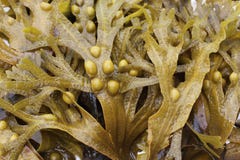 Bladder wrack (Fucus vesiculosus) stock images Bladder wrack (Fucus vesiculosus) stock images