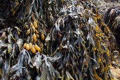 Bladderwrack on rocks in Brittany stock photos Bladderwrack on rocks in Brittany stock photos