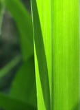 Blade of Grass stock photography Blade of Grass stock photography