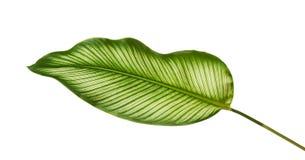 Bladeren van Calathea van Calatheaornata Pin-stripe, tropisch gebladerte dat op witte achtergrond, met het knippen van weg wordt royalty-vrije stock foto Bladeren van Calathea van Calatheaornata Pin-stripe, tropisch gebladerte dat op witte achtergrond, met het knippen van weg wordt royalty-vrije stock foto