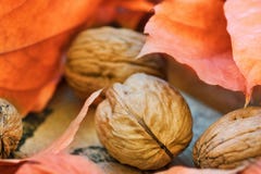 Bladeren van de okkernoten de kleurrijke droge oranje herfst op de doorstane doos van de inslagtuin, oogst, dankzegging, Hallowee Stock Foto's Bladeren van de okkernoten de kleurrijke droge oranje herfst op de doorstane doos van de inslagtuin, oogst, dankzegging, Hallowee Stock Foto's