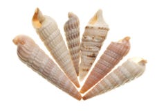 blanc d'isolement de seashell photo stock blanc d'isolement de seashell photo stock