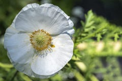 Blanc Poppy Flower de forme ronde image stock Blanc Poppy Flower de forme ronde image stock