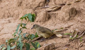 Blanfordi de Pycnonotus en la tierra en naturaleza foto de archivo libre de regalías Blanfordi de Pycnonotus en la tierra en naturaleza foto de archivo libre de regalías