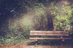 Blank Old Wooden Bench In A Shady Area Of The Garden Or The Park Stock Photo Blank Old Wooden Bench In A Shady Area Of The Garden Or The Park Stock Photo