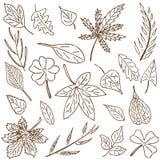 Blatt-Ansammlung lizenzfreie abbildung Blatt-Ansammlung lizenzfreie abbildung