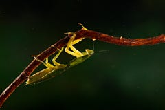 Blatt Mantid, Choeradodis-rhombicollis, Insekt von Costa Rica Insektenszene der wild lebenden Tiere von der Natur Tier im dunklen lizenzfreies stockbild Blatt Mantid, Choeradodis-rhombicollis, Insekt von Costa Rica Insektenszene der wild lebenden Tiere von der Natur Tier im dunklen lizenzfreies stockbild